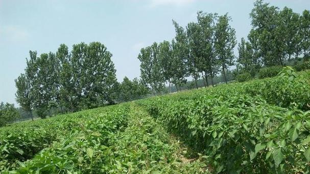 橙花梨果仙人掌种植方法是什么？种植要点有哪些？