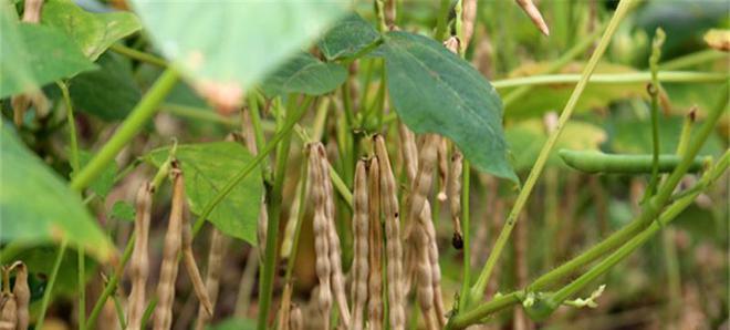 橙花梨果仙人掌种植方法是什么？种植要点有哪些？