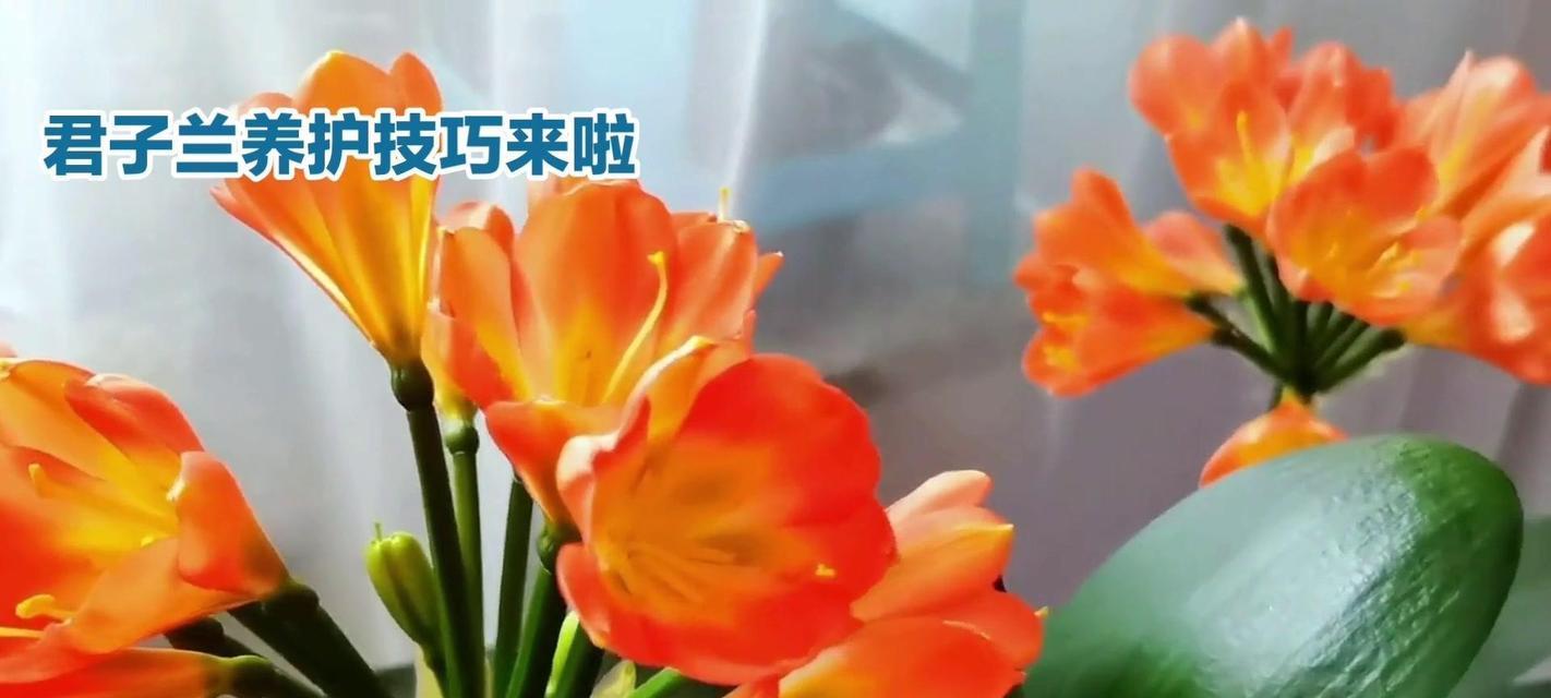 君子兰和月季能用同一种土壤吗？如何养护？