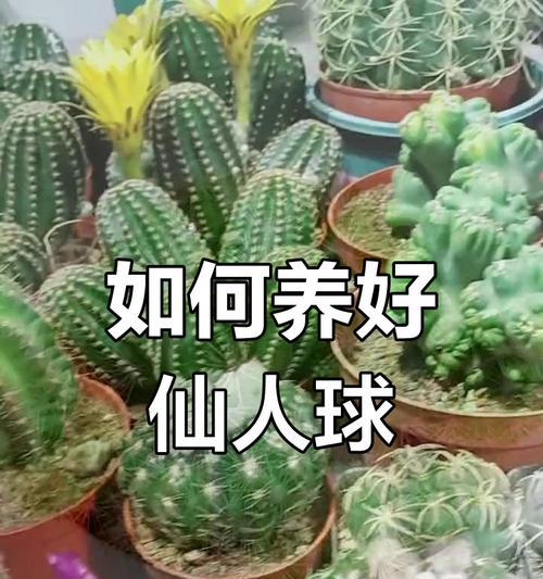 仙人球真的是仙草吗？正确的养护方法是什么？