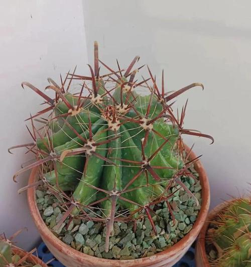 我想种植仙人球，应该如何养护？