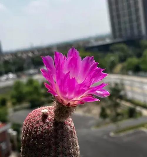 我想种植仙人球，应该如何养护？