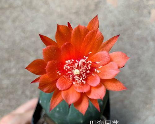 开大花品种仙人球的养护技巧是什么？