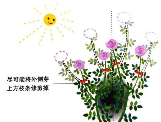 如何快速去除玫瑰花的枝条？