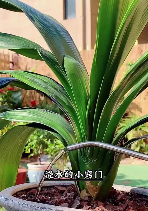 君子兰在南方如何过冬？