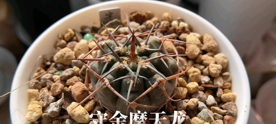 金琥珀与仙人球的区别在哪里？