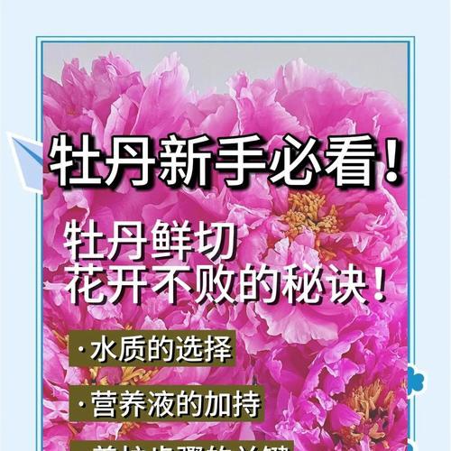 超大颗牡丹花的养护方法是什么？