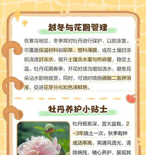 超大颗牡丹花的养护方法是什么？