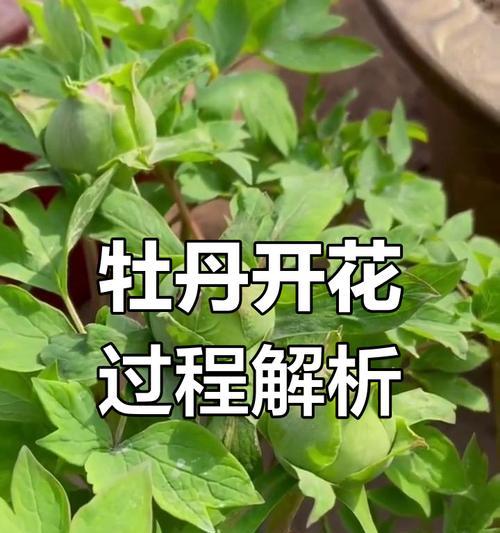 超大颗牡丹花的养护方法是什么？