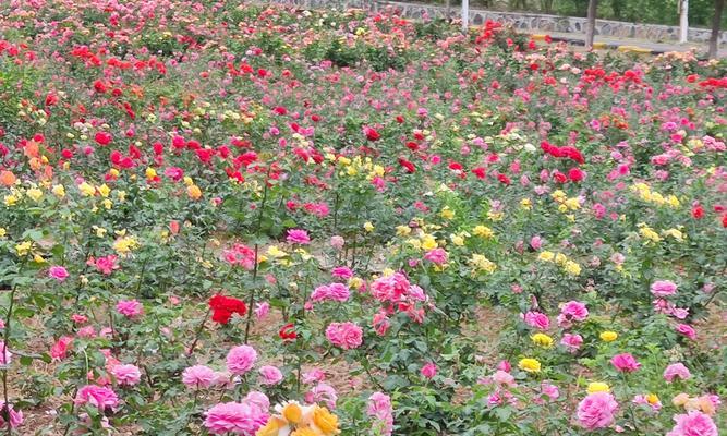 花园玫瑰花修剪的图解教程？