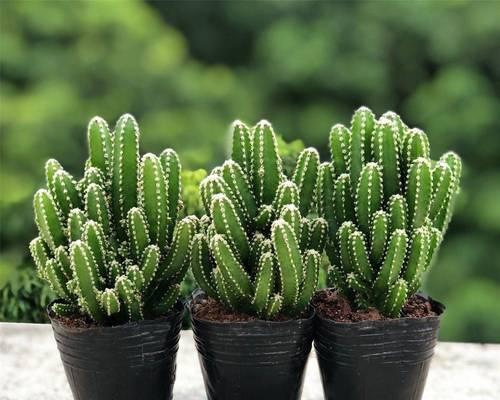 绿植彩色仙人球的养护与管理方法？