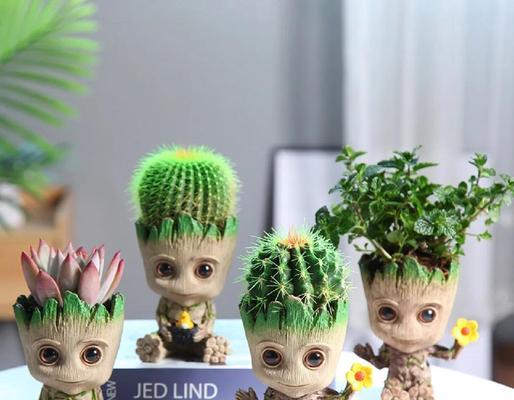 绿植彩色仙人球的养护与管理方法？