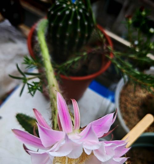 绿植彩色仙人球的养护与管理方法？