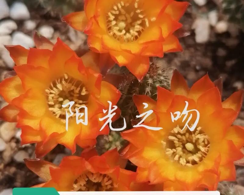 吉祥白檀仙人球的养殖方法是什么？