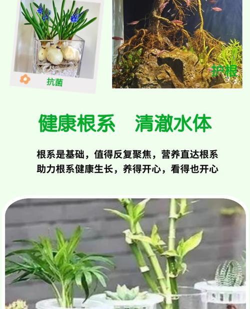 仙人球营养液的正确兑水比例？