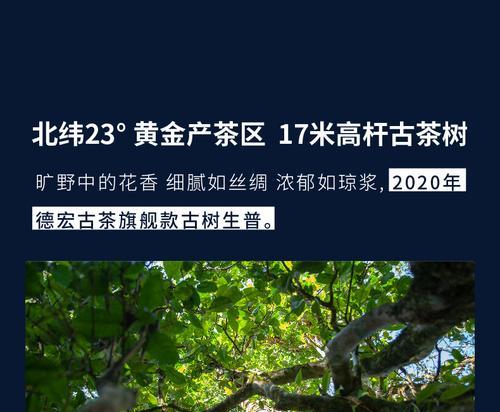 普洱茶饼君子兰的养殖技巧？