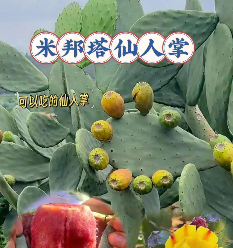 小土豆仙人掌的种植步骤是什么？