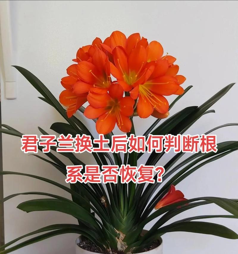君子兰双瓣花的开花周期是多久？