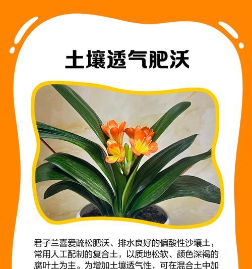 君子兰双瓣花的开花周期是多久？