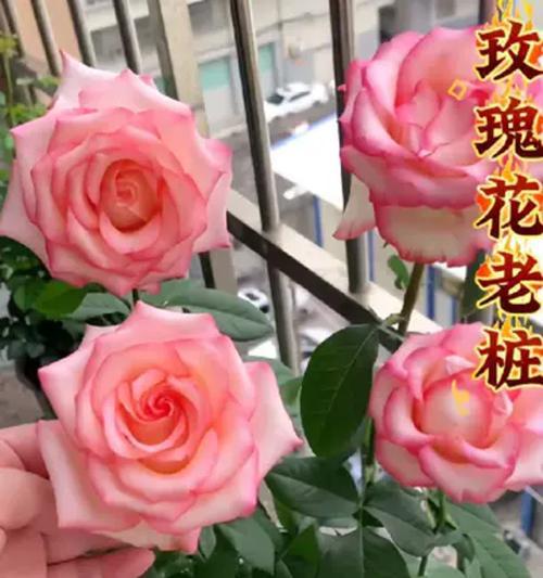 哪种玫瑰花品种最容易养活？