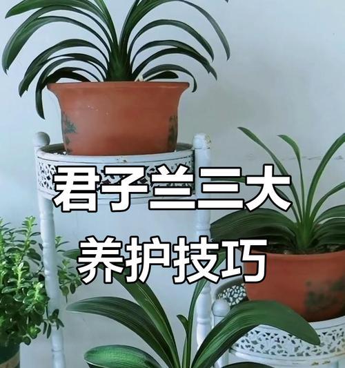 君子兰养护管理技巧有哪些？