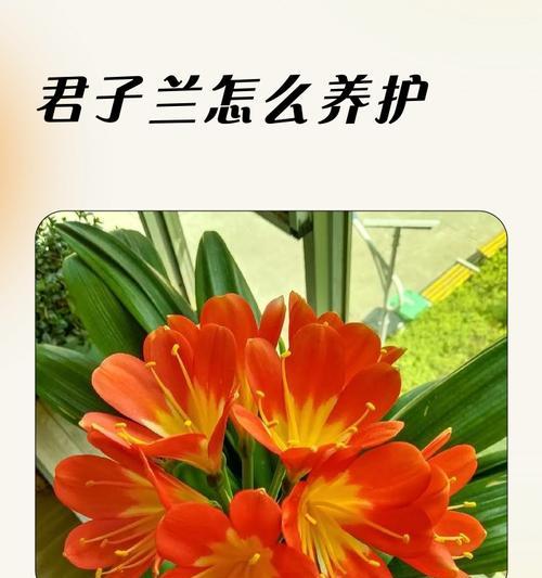 君子兰养护管理技巧有哪些？