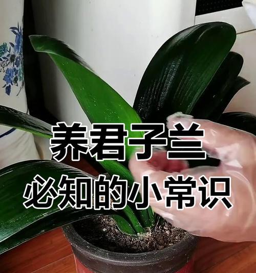 君子兰养护管理技巧有哪些？