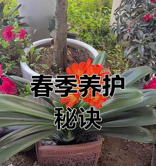 君子兰换土施肥的最佳时机是什么时候？