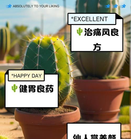 细长仙人掌的正确养护方法是什么？