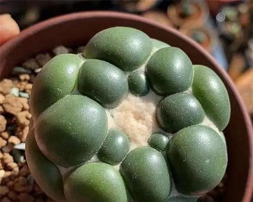 仙人球顶部发粉的品种有哪些？