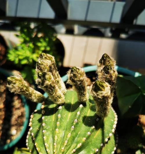 仙人球顶部发粉的品种有哪些？