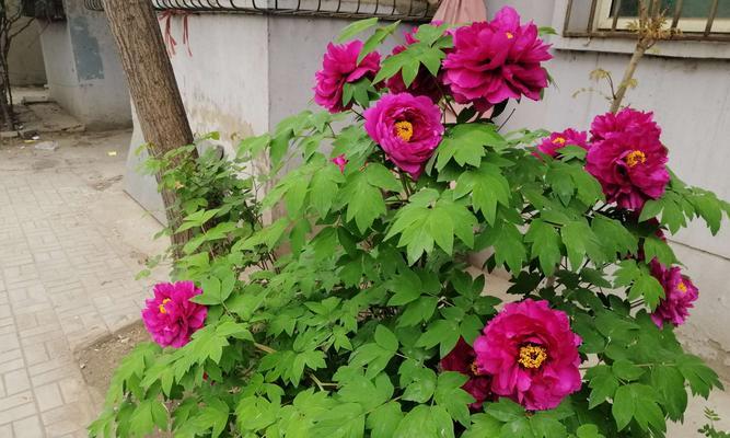 牡丹花兜栽种图解？一图胜千言的指南！