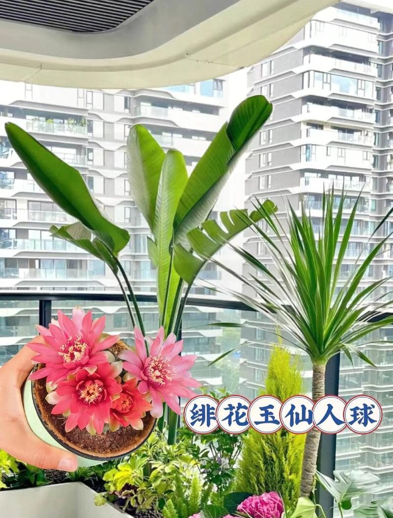 野生仙人掌水培种植的方法是什么？