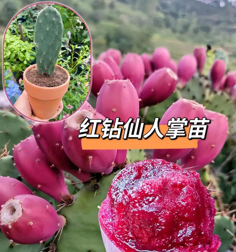 野生仙人掌水培种植的方法是什么？