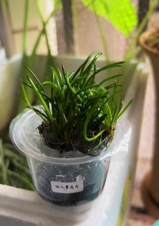 野生仙人掌水培种植的方法是什么？