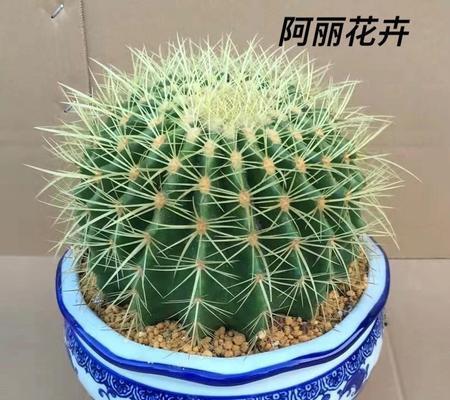大棵老桩仙人球养护法？专家分享经验！