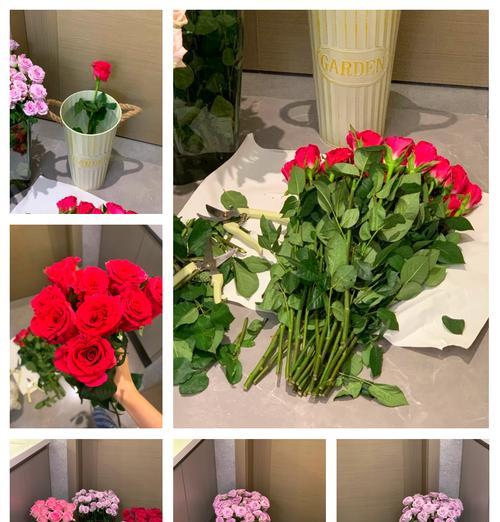 玫瑰花新苗树桩的正确养护步骤是什么？