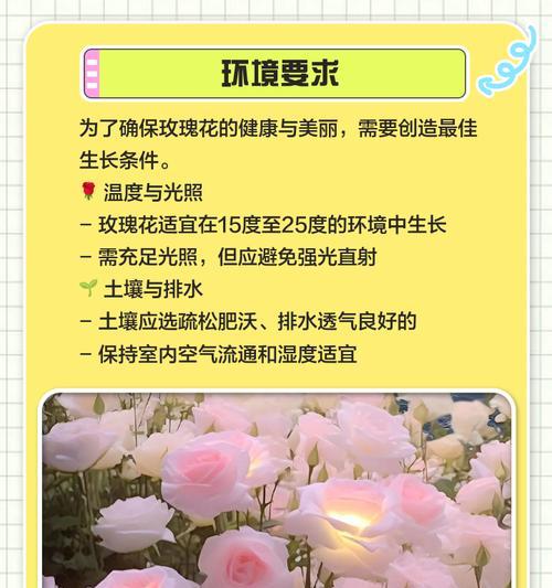 玫瑰花新苗树桩的正确养护步骤是什么？