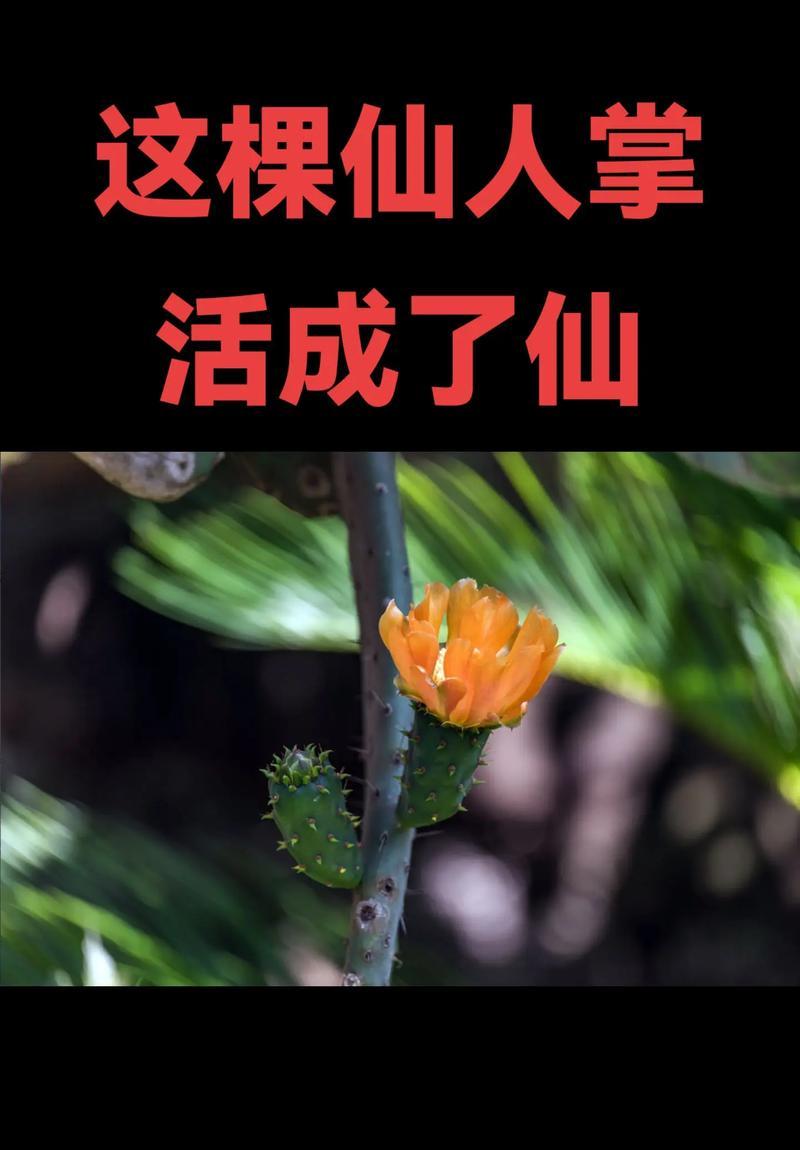 新购仙人掌树的种植步骤是什么？