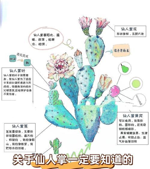 新购仙人掌树的种植步骤是什么？