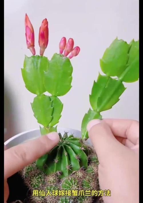 新购仙人掌树的种植步骤是什么？