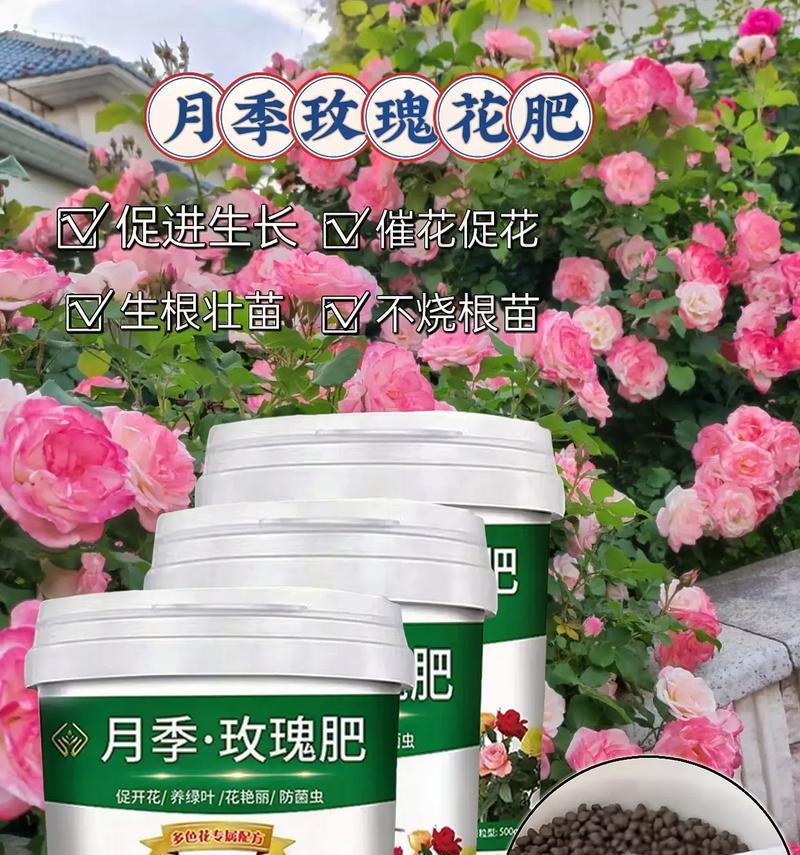玫瑰花施肥后浇水的最佳方法是什么？