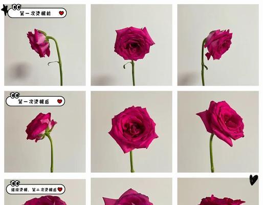 水培玫瑰花斜根的原因是什么？