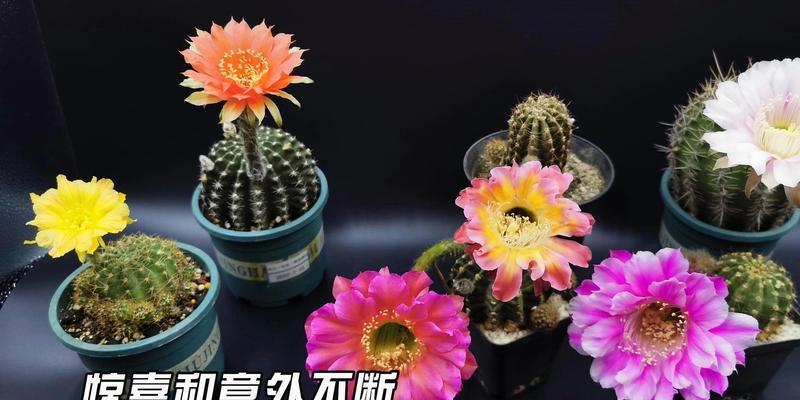 彩草仙人球开花的原因和条件是什么？