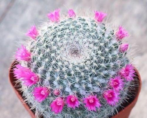仙人球开花时味道难闻吗？是什么原因造成的？