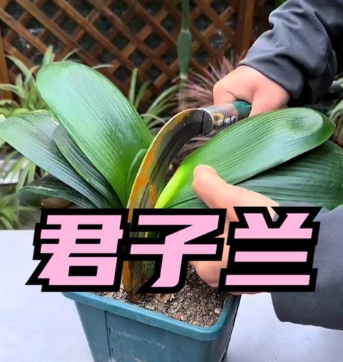 超大君子兰的养护和浇水方法是什么？