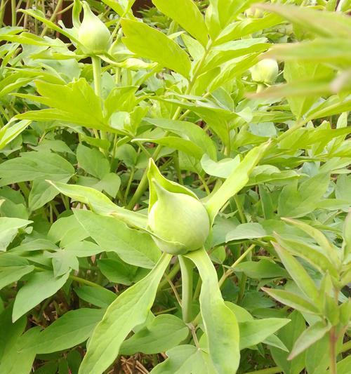 牡丹花苞多久能开花？出现什么问题了吗？
