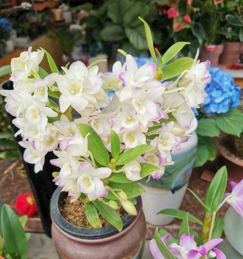 牡丹花苞多久能开花？出现什么问题了吗？