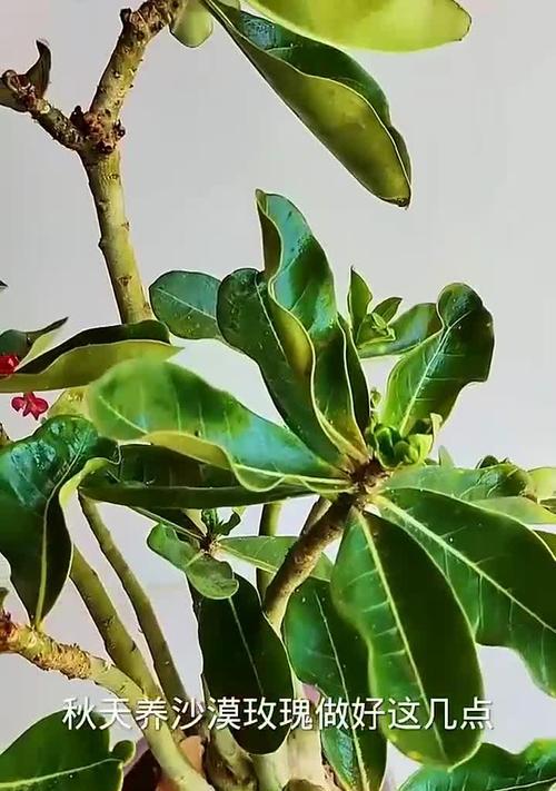 带叶玫瑰花的种植技巧有哪些？