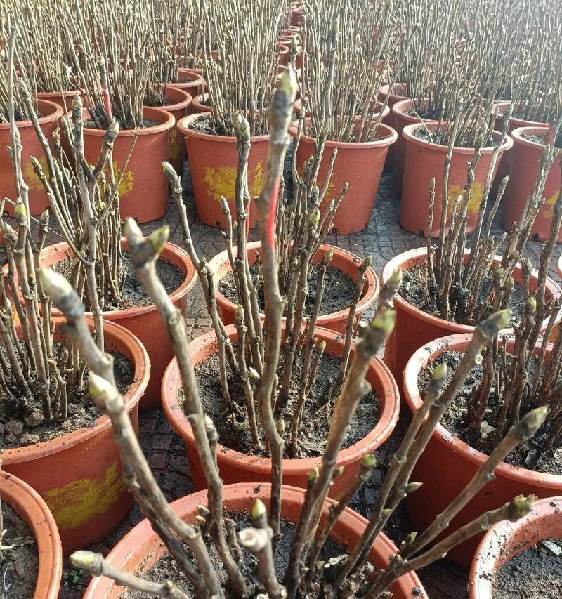 牡丹花苞多久能开花？出现什么问题了吗？